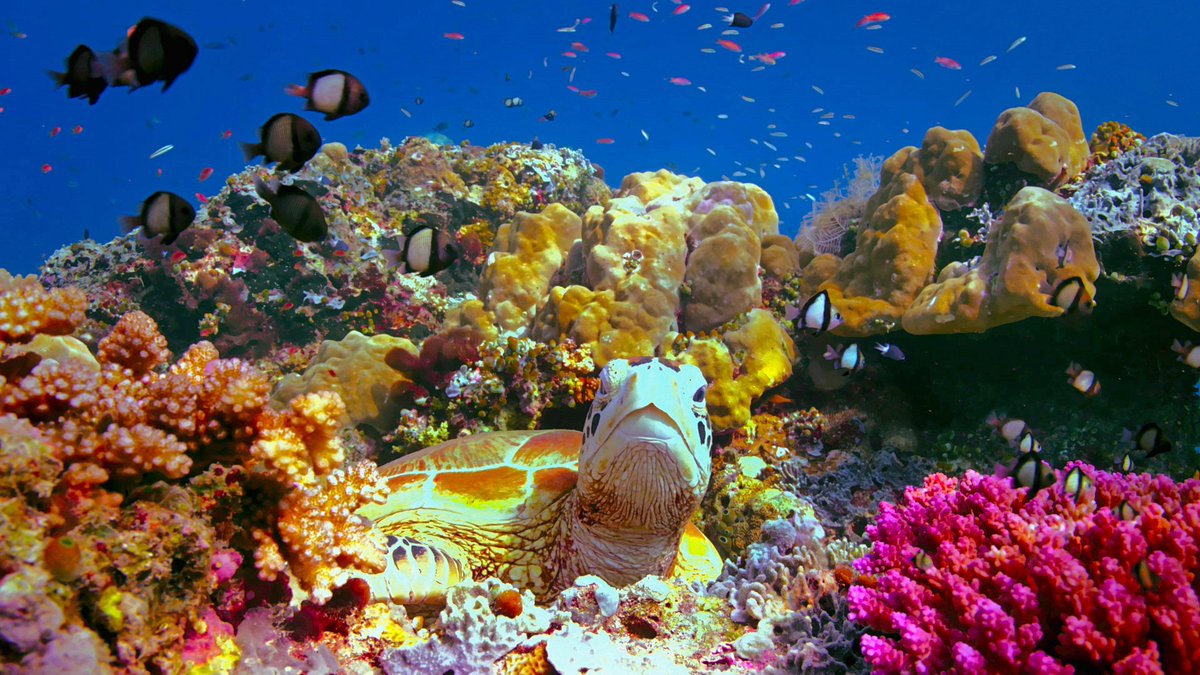 BBCRD's tweet photo. Big News: Our second UHD trial - all 7 episodes of Blue Planet II in UHD HDR on @BBCiPlayer from Sunday 10th December. More details: https://t.co/ptO3WqyIor https://t.co/3rFB9J1Wl2