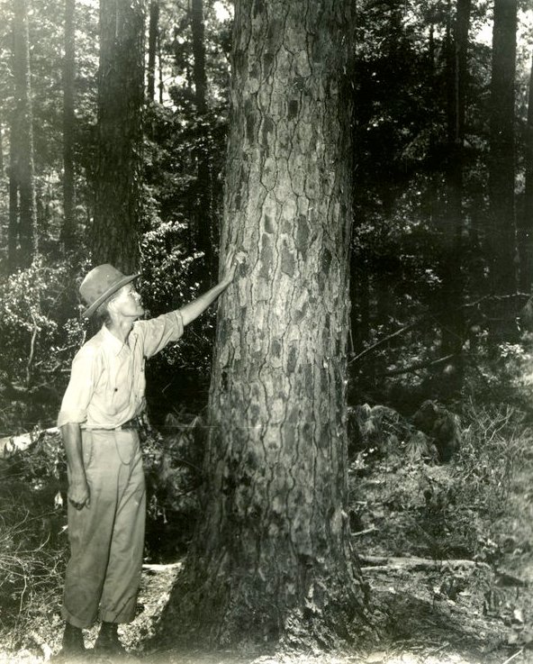 TXForestService's tweet photo. The first inventory of timber resources in Texas was done in 1935. #TexasFIA https://t.co/u1Oq1saJOi