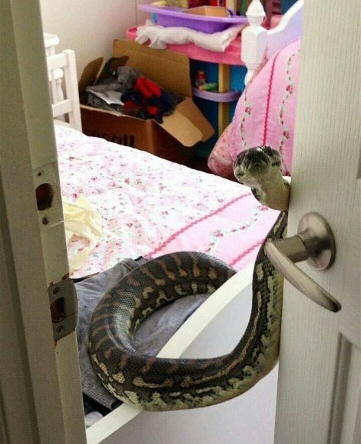 animalsdoing's tweet image. tell me sir