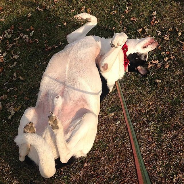 dogloverfans's tweet photo. Upside Down, Belly Rub Town...👅🐾🙌🏻 #dog #dogs #dogsofinstagram #rescuesofinstagram #thursdaymotivation https://t.co/hIhAMr3hQB