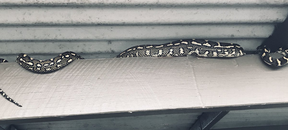 Deidre the Diamond Python is impeding my outdoor xmas lighting arrangements. #xmas