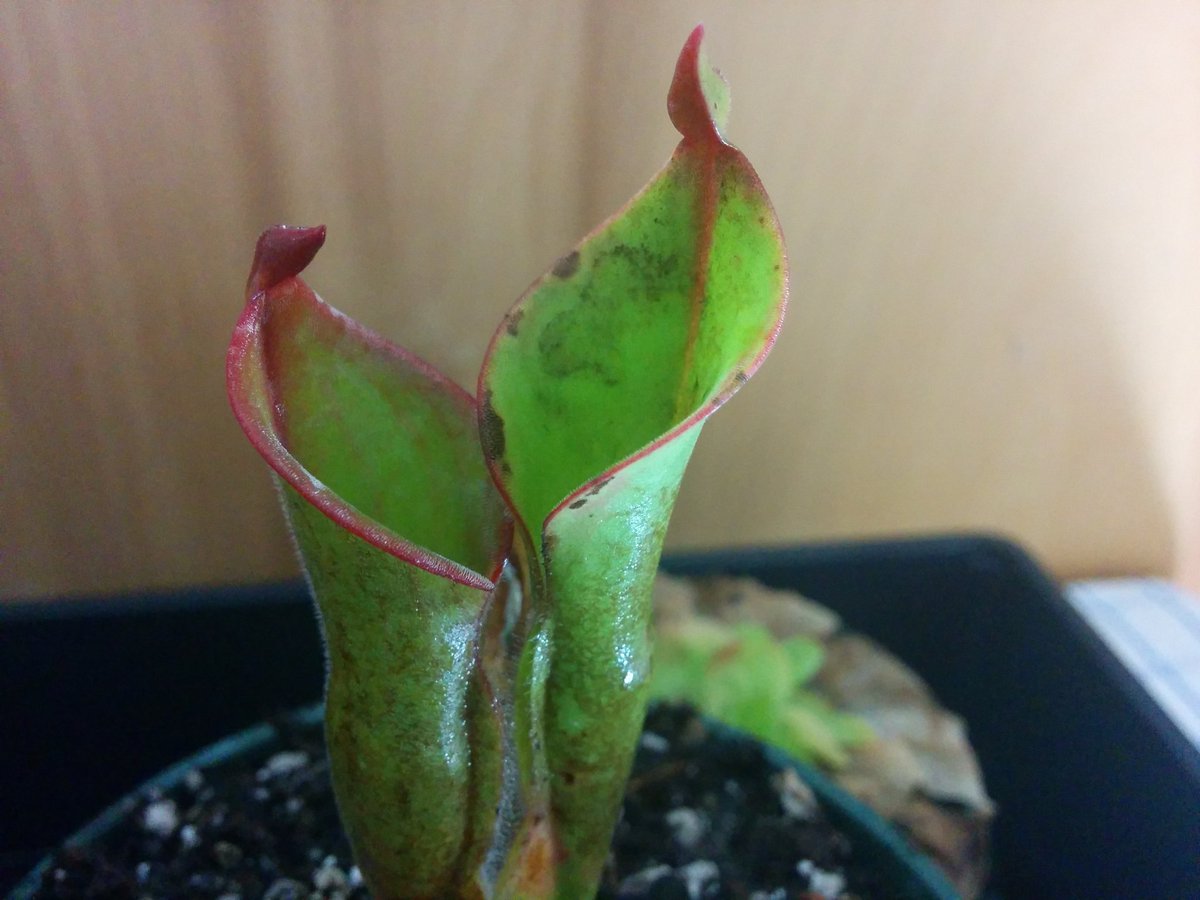 dals09's tweet photo. #carnivorousplants #heliamphora #redmambo
cultivar heliamphora 'red mambo' lors de sa decouverte, et maintenant. https://t.co/MYhTYtv7L9