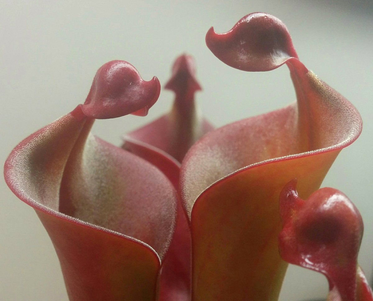 dals09's tweet photo. #carnivorousplants #heliamphora #redmambo
cultivar heliamphora 'red mambo' lors de sa decouverte, et maintenant. https://t.co/MYhTYtv7L9