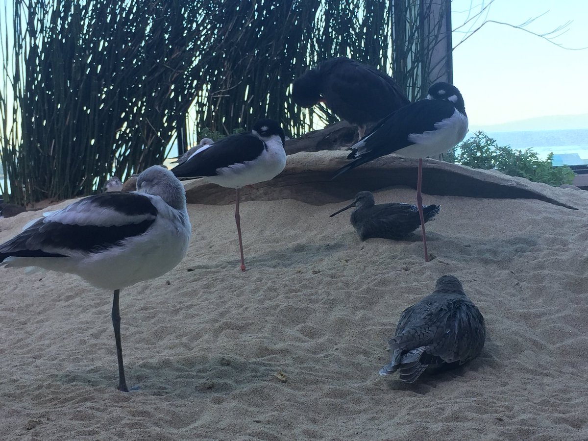 HyperPotions's tweet image. These cute birbs look like they belong in the @Kekeflipnote family 💖