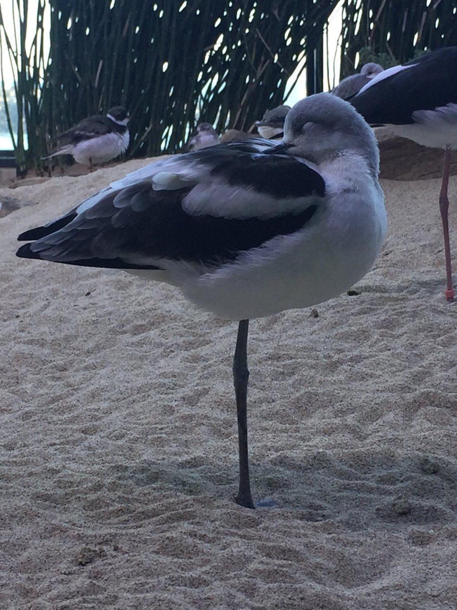 HyperPotions's tweet image. These cute birbs look like they belong in the @Kekeflipnote family 💖