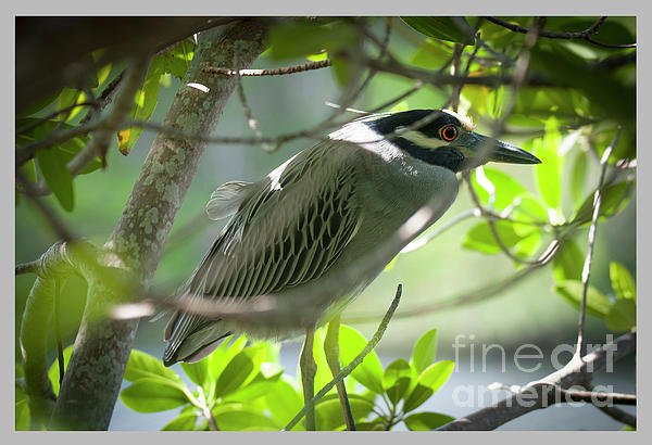 SidecarBookings's tweet photo. New artwork for sale! - "A watchful eye" - https://t.co/il0E3qfJgE @fineartamerica https://t.co/K3uIIRHvcO
