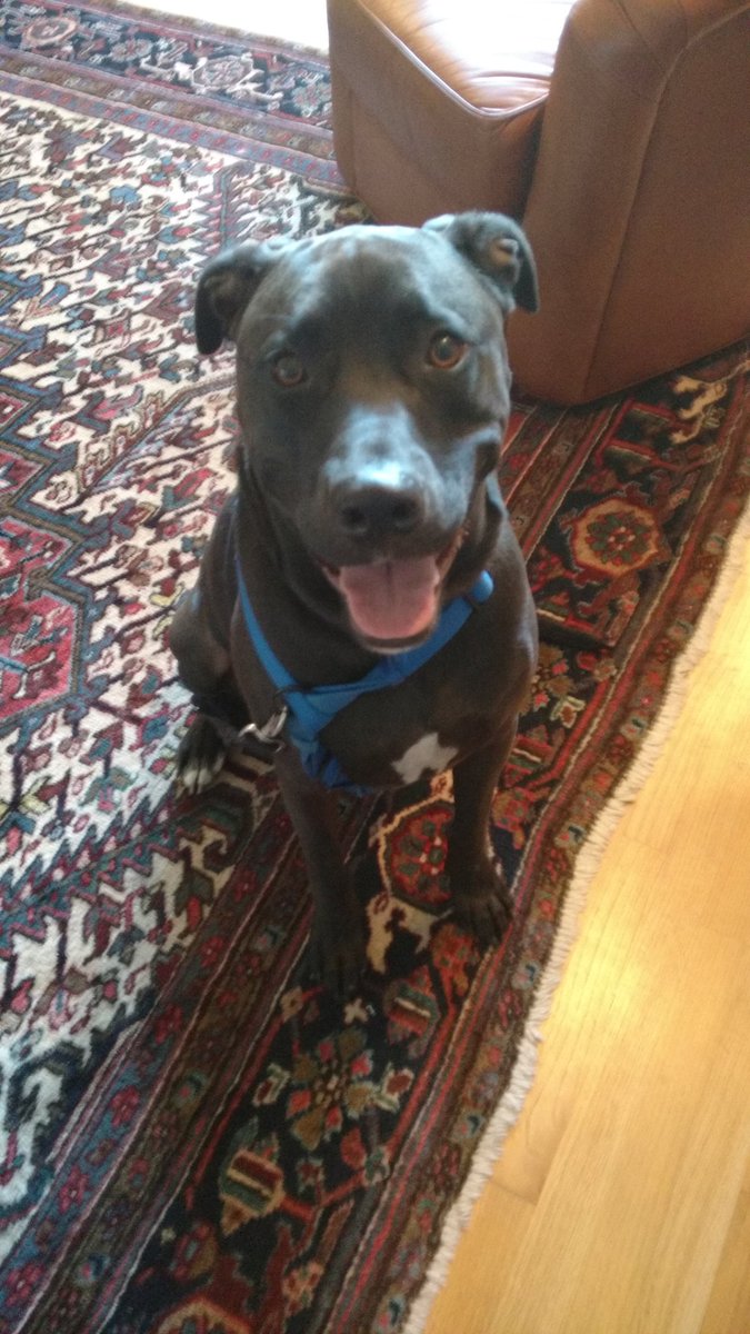 walkiedoggies's tweet image. I met Chico today, who is already learning that he has to earn his fun. #leashmanners #dogtraining