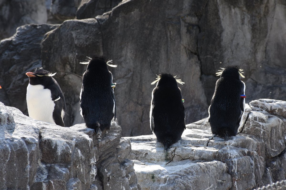 葛西臨海水族園 公式 おはようございます ミナミイワトビペンギンです 寒さに強いペンギンたちでも日光浴は気持ち良いのでしょうか かさりん Tslp I