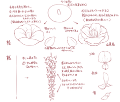 梅や桜 ボタンにバラ 花を描くコツをまとめた図説が参考になると話題に ねとらぼ