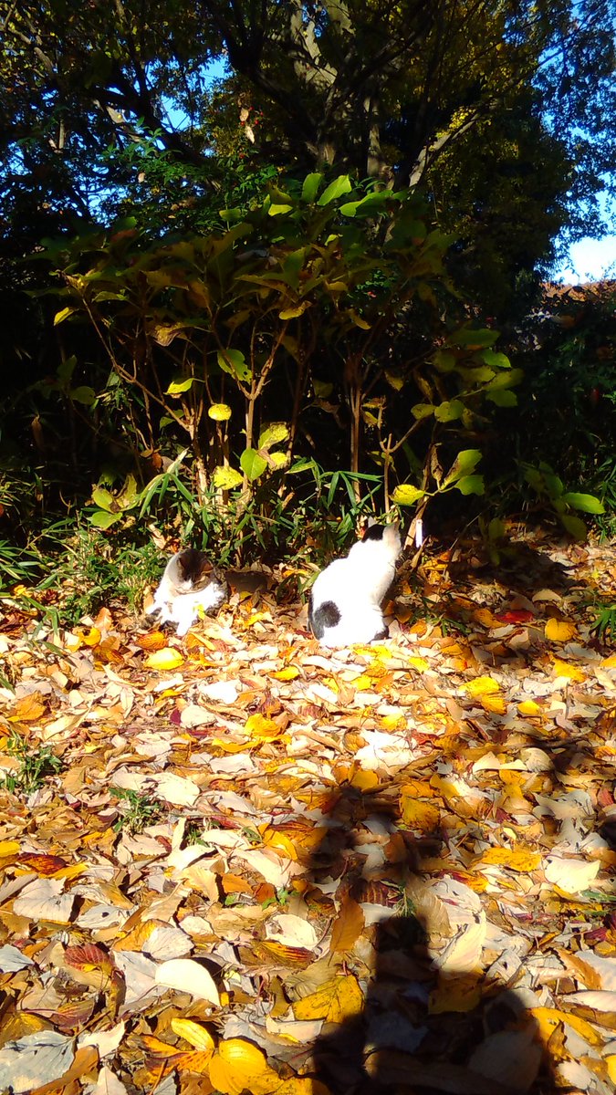 _cafe_common's tweet photo. ぽかぽか陽気！
https://t.co/tfKO0Jn5n1
#麻溝公園
#動物園
#アスレチック
#相模大野 
#小田急相模原
#カフェ
#古淵
#相模原公園
#わたあめ
#わたがし https://t.co/RwjzBzVaO6