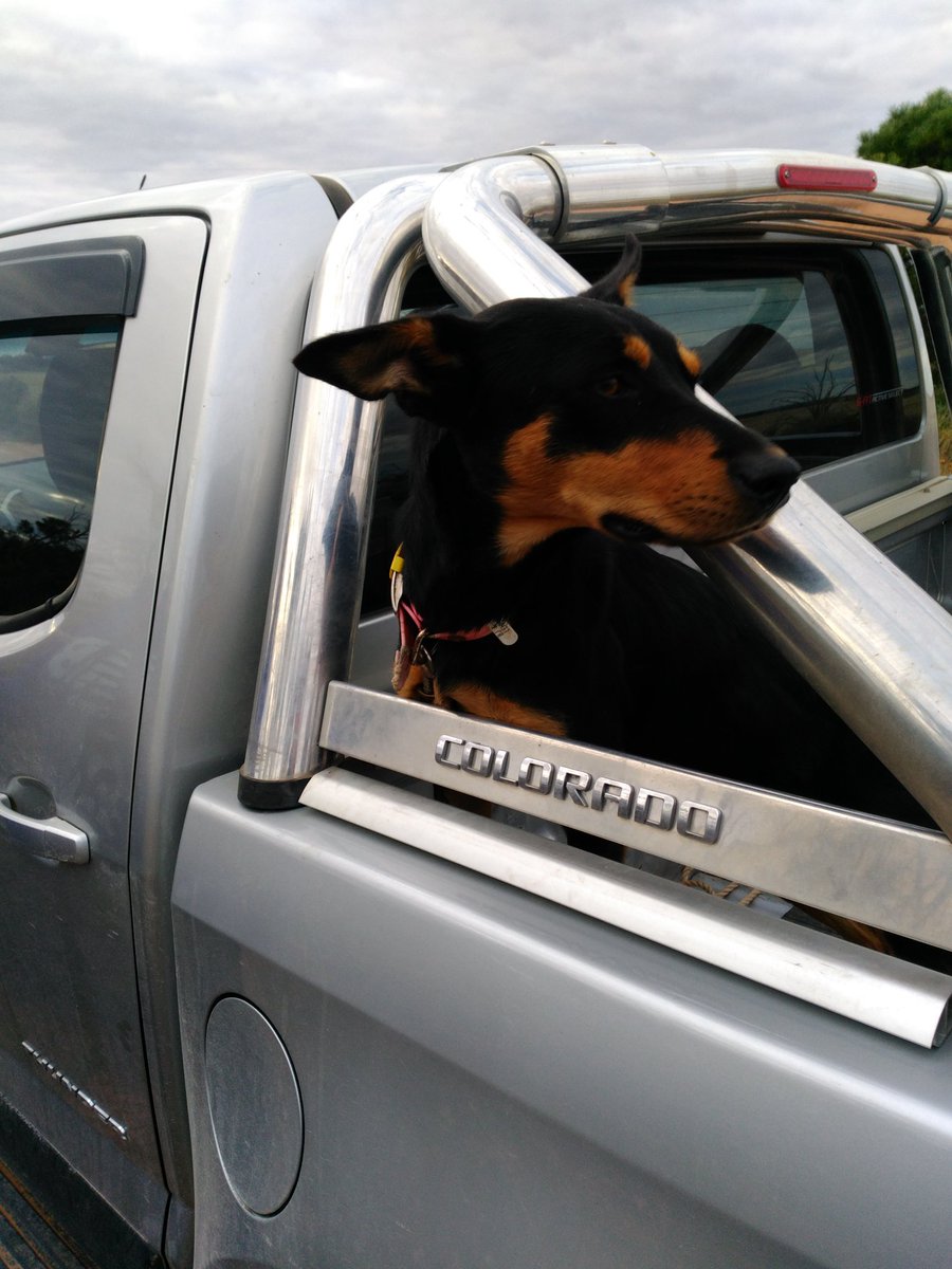 Found our Black and Tan Kelpie (Liz) at Werrimull Victoria 80kms as crow fly's from home. Thanks for the re tweets.