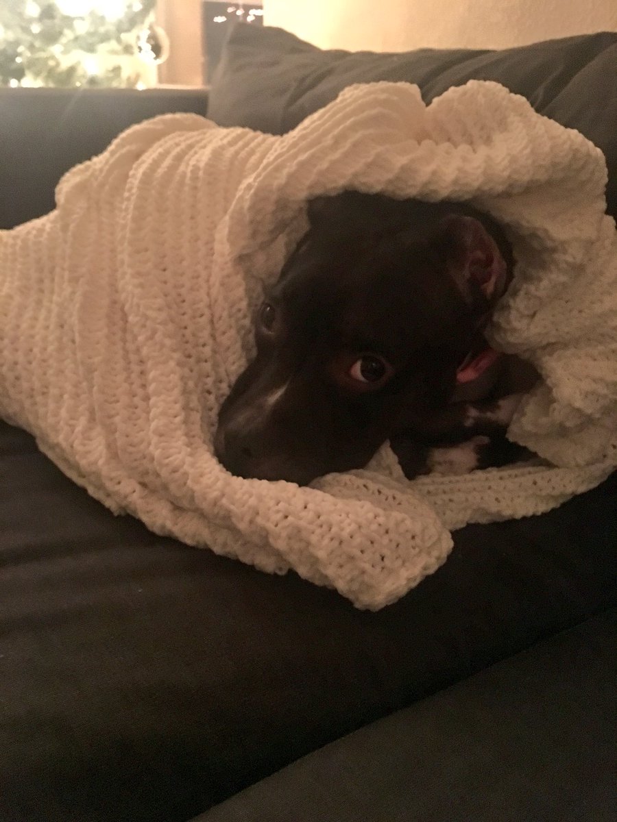 lydluvsrory's tweet photo. my dog is cozier than u https://t.co/tzydZ68uUN