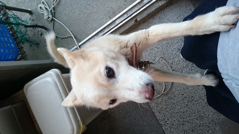 f7TNiTY0NHw3mc9's tweet photo. いつもありがとうございます。山口県もどんどん寒くなってきました…。明日は雪もちらつく可能性もあるとのこと…。痩せてるこ(犬)には辛すぎます😭
老犬探してます。些細なことでも教えていただけたら幸いです。宜しくお願いします。
雑種 雌 白色 です。
#山口県 #周南市 #防府市 #山口市 #下松市 https://t.co/5Uj0c2Dakh