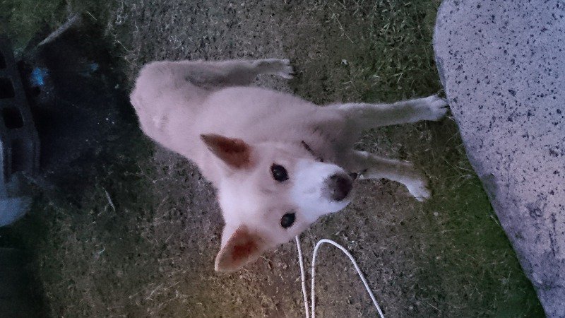 f7TNiTY0NHw3mc9's tweet photo. いつもありがとうございます。山口県もどんどん寒くなってきました…。明日は雪もちらつく可能性もあるとのこと…。痩せてるこ(犬)には辛すぎます😭
老犬探してます。些細なことでも教えていただけたら幸いです。宜しくお願いします。
雑種 雌 白色 です。
#山口県 #周南市 #防府市 #山口市 #下松市 https://t.co/5Uj0c2Dakh