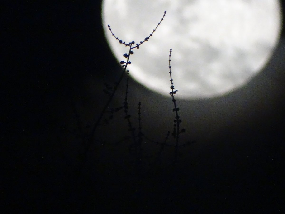 vemckeown's tweet photo. Tyler with the sick moon shots 🌙💫 https://t.co/JTyWDXBM5B
