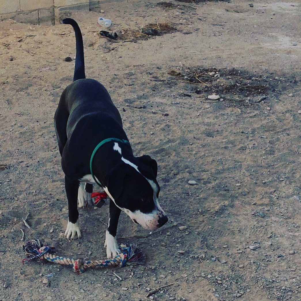 pridecat's tweet photo. Crazy Cassy girl loves to play! #pitbullplaytime #pitbulllove https://t.co/qYptESPXDu