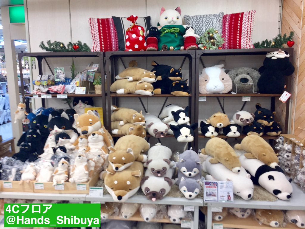 🐕ぬいぐるみ、クッションがいっぱい🐈 榊夏来さんが実習に来てる