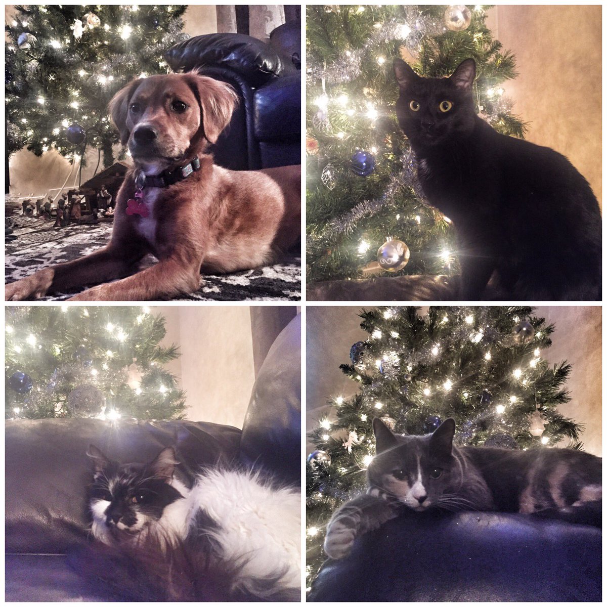 monica_golab's tweet photo. My fur babies are ready for Christmas🎅🏻🎄 #christmasmeowmeows #mysassypup #pictureperfecttiming https://t.co/CMMRJdd9GW