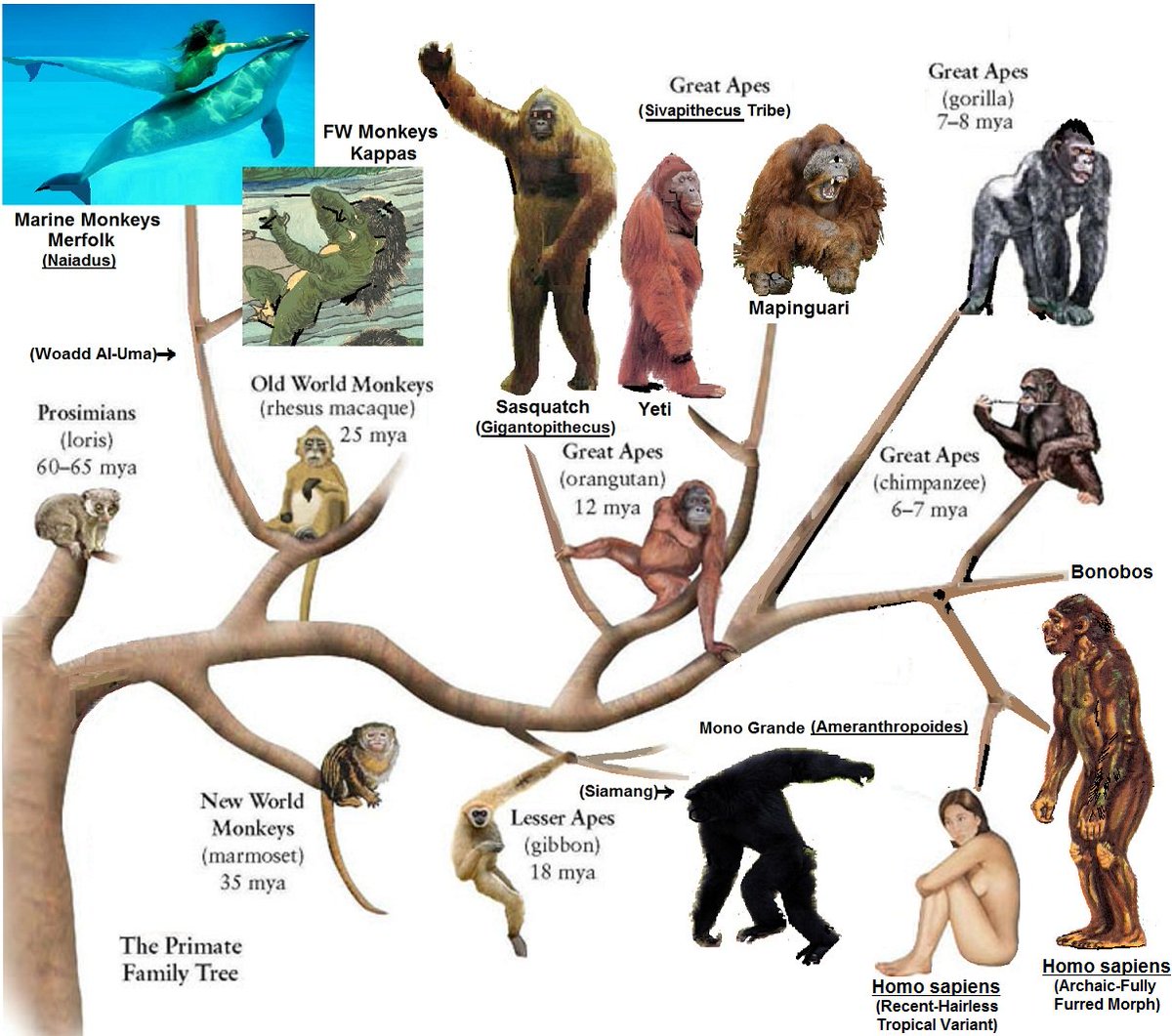 Pada zaman dahulu kita share nenek moyang yg sama dengan chimpanzee. Satu hari nenek kita ni beranak kembar, satu terus jadi chimp (genus pan), satu bermutasi jadi keturunan manusia (genus homo)