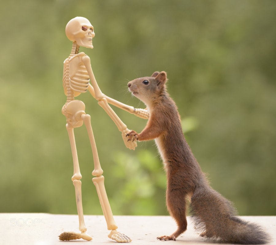 Chandanrtcs's tweet image. squirrel holding hands of a skeleton by geertweggen