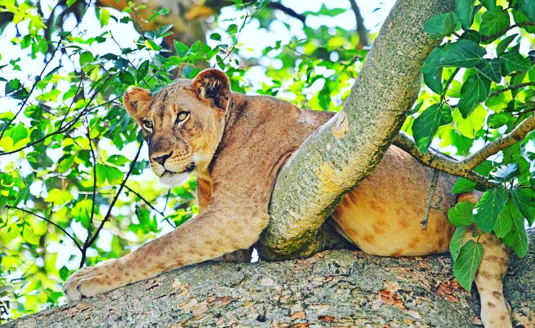 goexploresafari's tweet photo. #Christmas is here You Need to pack Your bags and #VisitUganda on your next #20Days remaining to the big day #GoExplore #Uganda for you #PerfectSafariHoliday don't look further we provide the finest and most #AuthenticAfrican #Holidays #Tailored to your interest https://t.co/62JjJ7v6jF