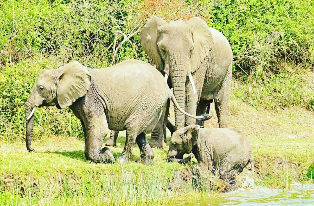goexploresafari's tweet photo. #Christmas is here You Need to pack Your bags and #VisitUganda on your next #20Days remaining to the big day #GoExplore #Uganda for you #PerfectSafariHoliday don't look further we provide the finest and most #AuthenticAfrican #Holidays #Tailored to your interest https://t.co/62JjJ7v6jF