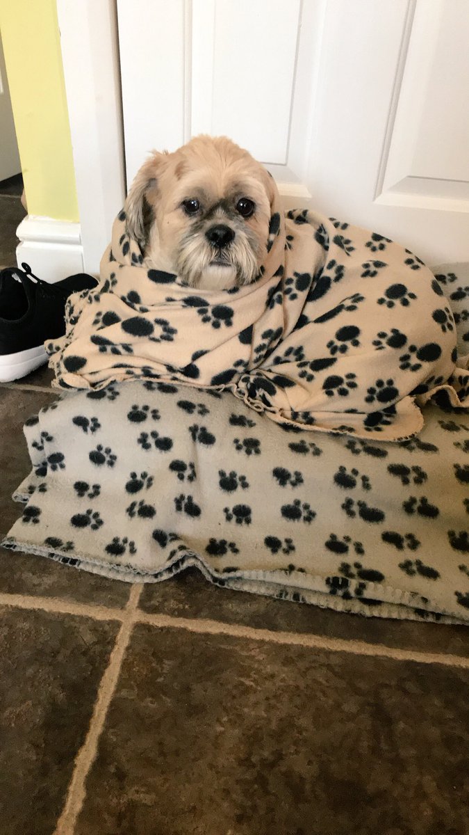 BenjoDorito's tweet image. The only thing to do when it’s chilly #wrapup #benji #cosydoggo