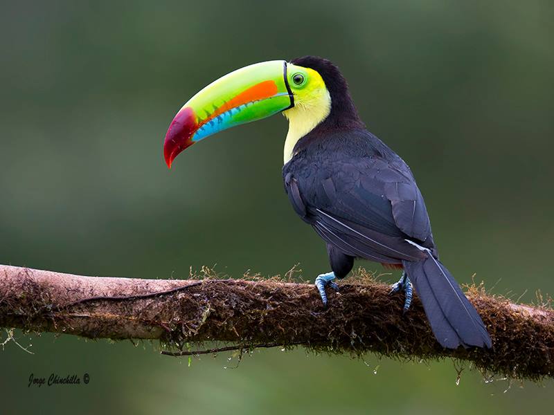 Ya tenemos todo preparado para nuestro próximo viaje de observación de #Aves en #CostaRica !No te lo puedes perder! birdwatchingspain.net