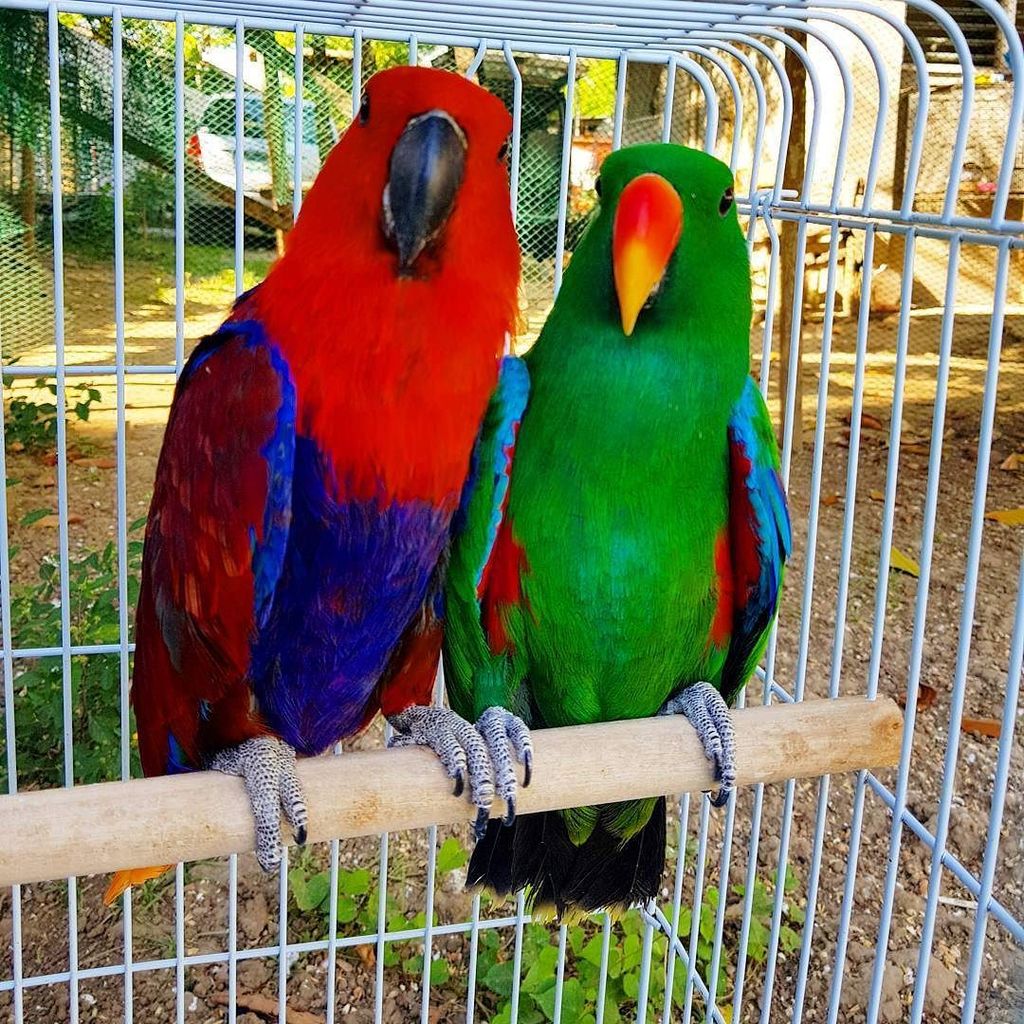 thecrazyjuann's tweet photo. Normally I post bird stuff in my @birdsofcebu  account but these two lovers deserve a warm welcome to the family. 
Welcome to the flock: Chili and Mansi!

Eclectuses from #AlphaAviary 
#birdsofcebu 
#birdsofig #birdsofinstagram #parrotsofig #parrotsofinstagram #petsgram #ins… https://t.co/Jug3Z7x7uO