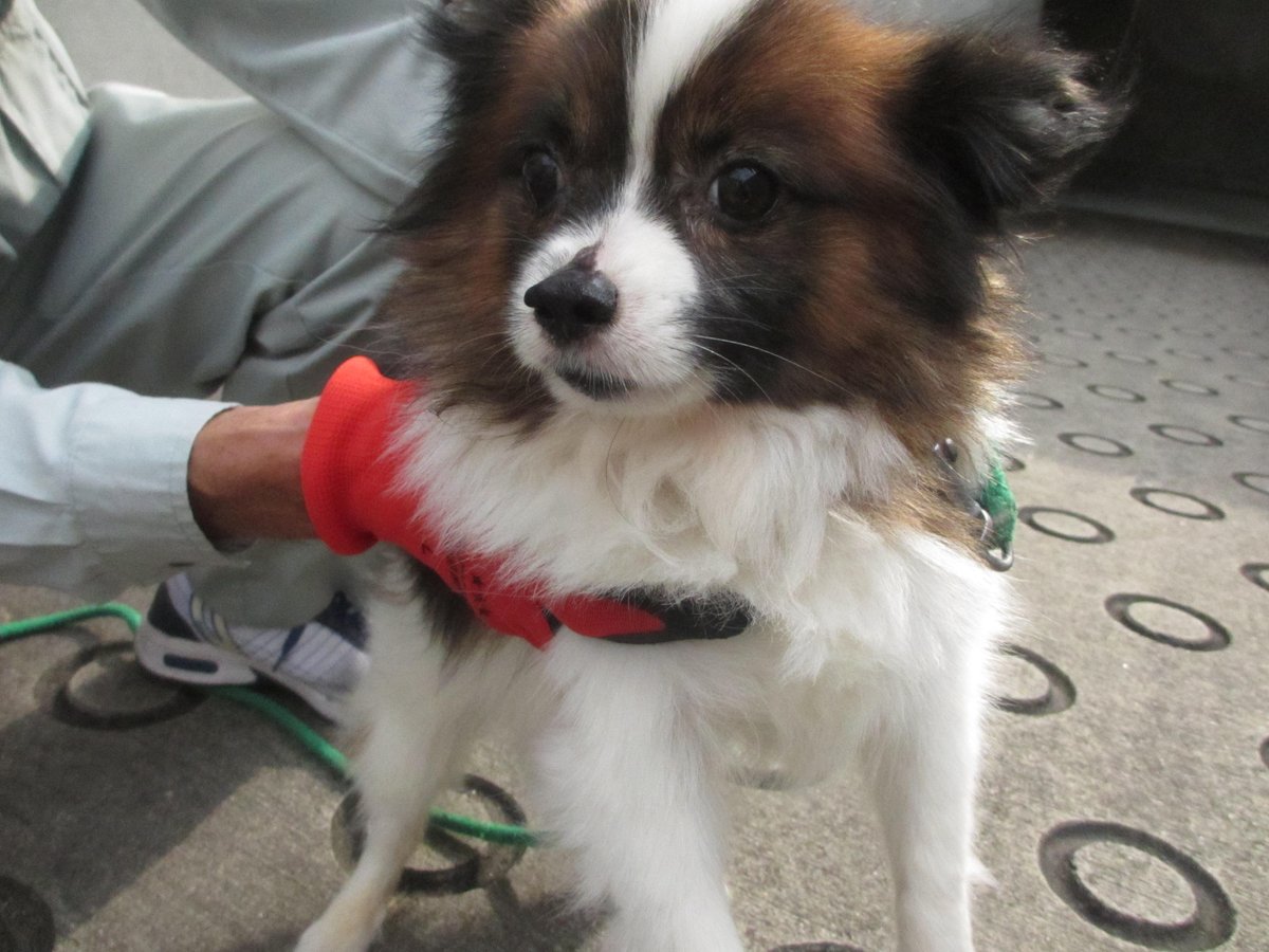 奈良市役所 公式ツイッター V Twitter 里親さん募集 奈良市は犬 猫の譲渡に積極的に取り組んでいます おかげさまで多くの犬 猫に新しい家族が見つかっています みなさんの応募お待ちしています 譲渡対象の犬 猫の詳細はこちら T Co Ryz7setdjg