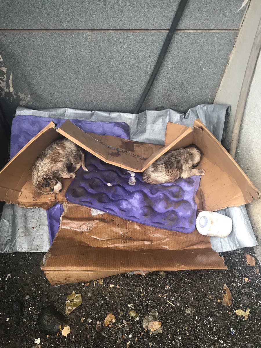 gariffiti's tweet photo. @worldforall two puppies rescued in ghansoli, New bombay need help. Can you possibly take them in? https://t.co/vdbKoZEPo3
