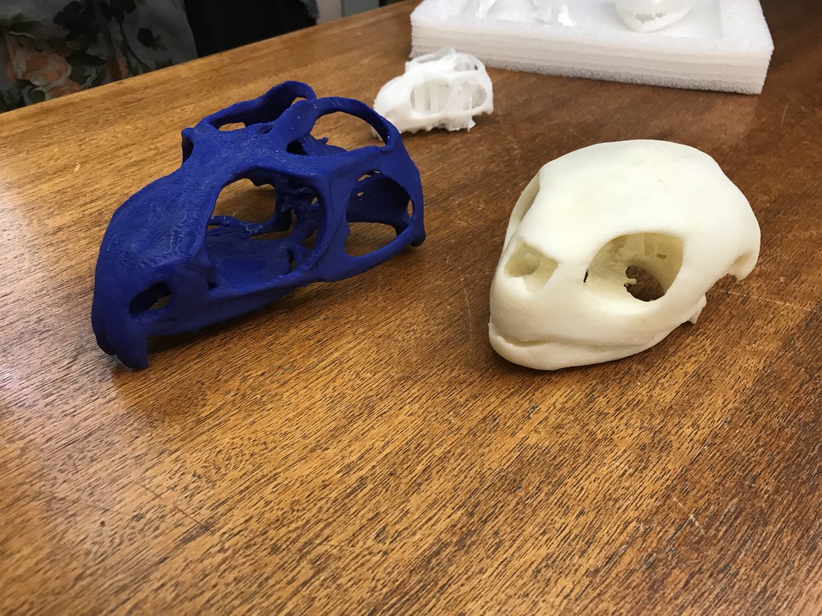 SSLauchlan's tweet photo. Which one is the #Tuatara skull? #150NotALizard https://t.co/i05kogvtwy