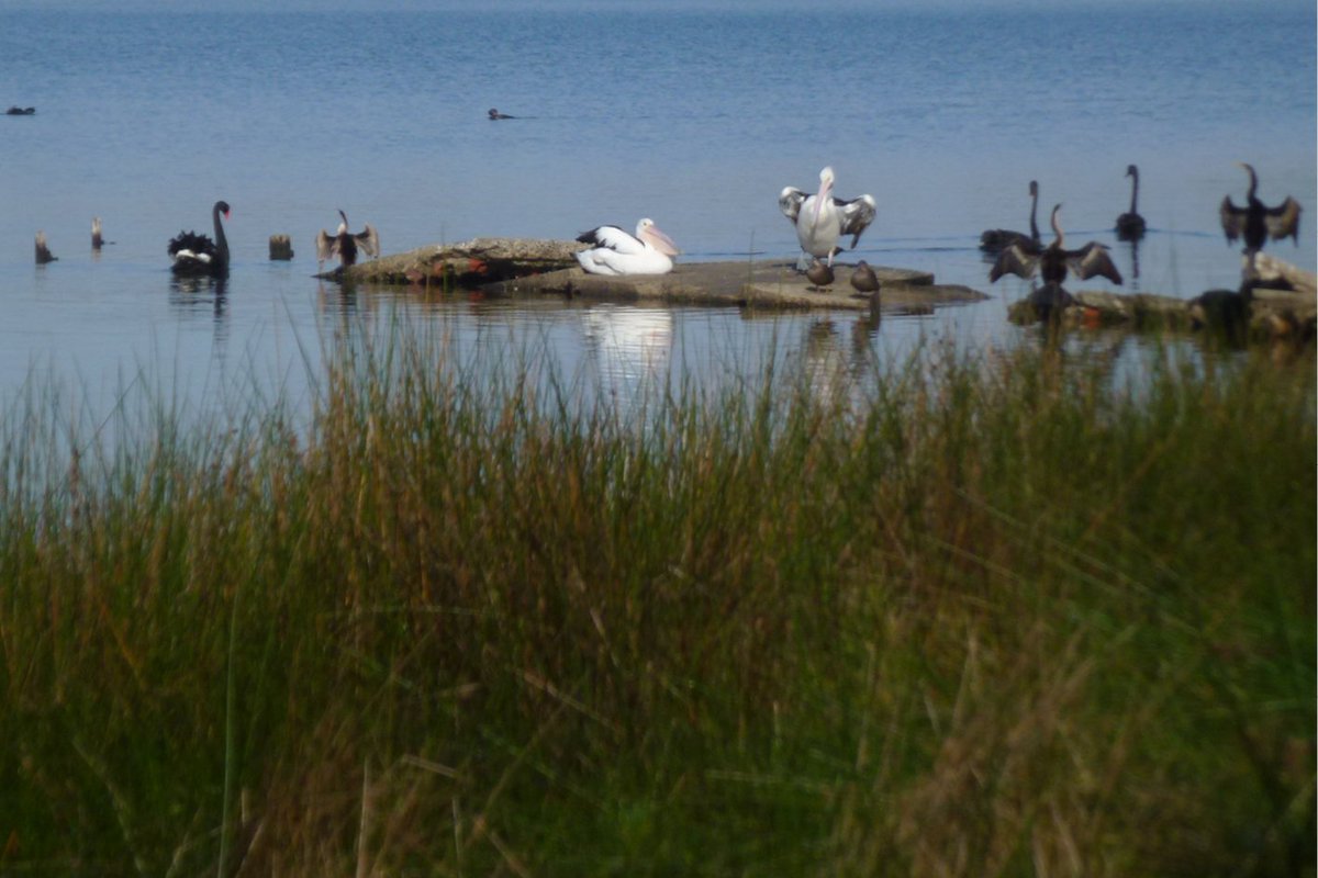 Syrinx Environmental tweet media