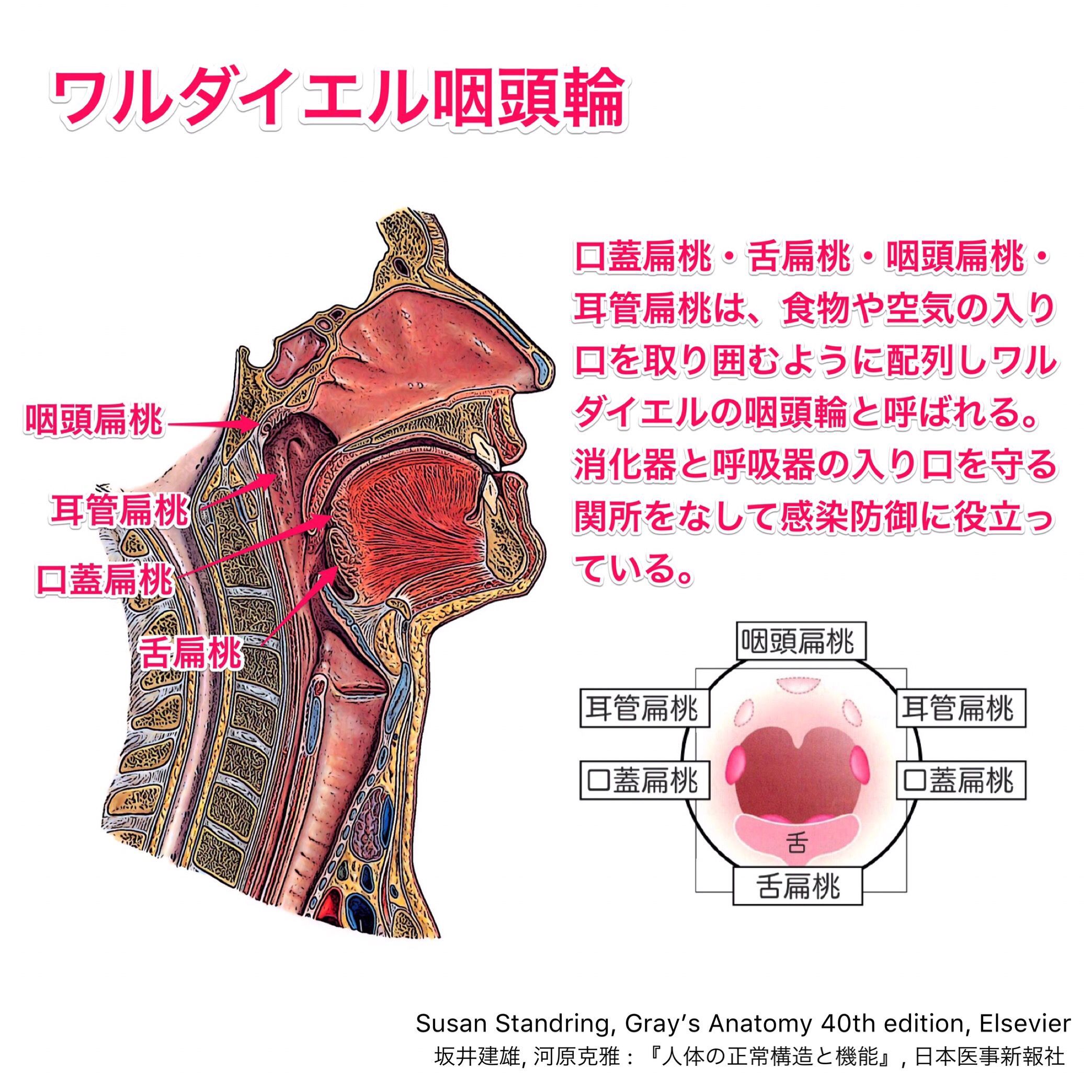 かずひろ先生 なるほど解剖学 舌根部の粘膜には乳頭はなく 表面に多数のリンパ小節を含んだイボ状の隆起があり 舌扁桃と呼ばれる 解答 舌根部の粘膜表面は 口蓋扁桃と同様にリンパ組織でできており 舌扁桃と呼ばれます 舌扁桃 一問一答