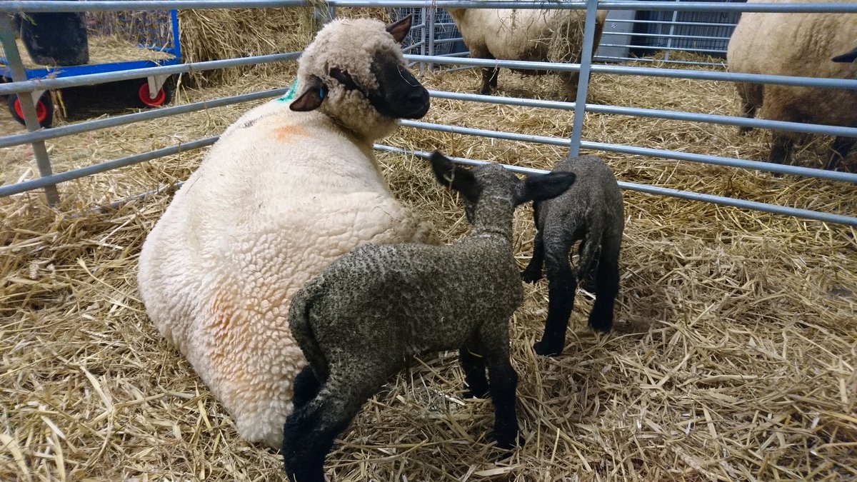 Beb High School Farm tweet media