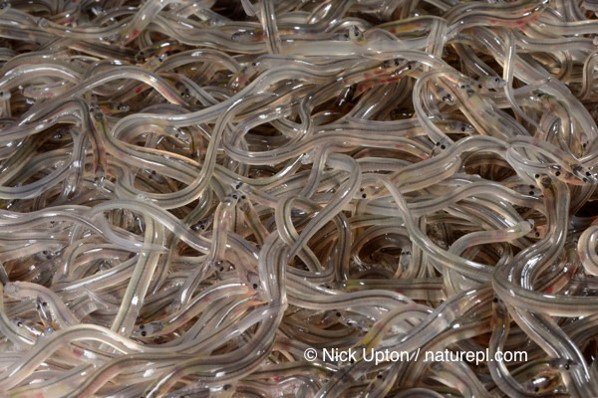 “In Europe we have a problem with the eel. It is a species that is in danger, and so far we have not done much.” sustainableeelgroup.org/2017/11/30/mys…

by @EelGroup