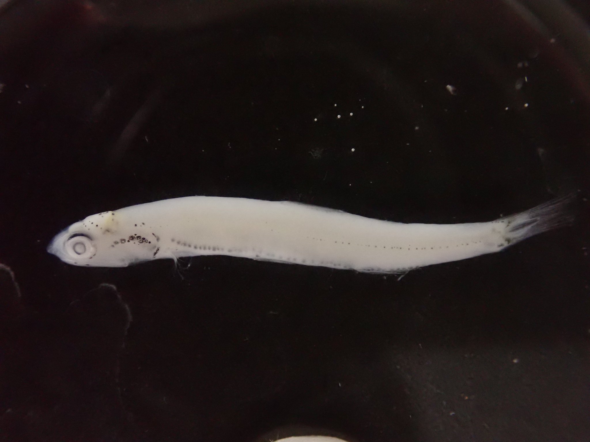 透明標本 ヒメジ・シラウオ・ゴンズイ・マアナゴ・魚 5点