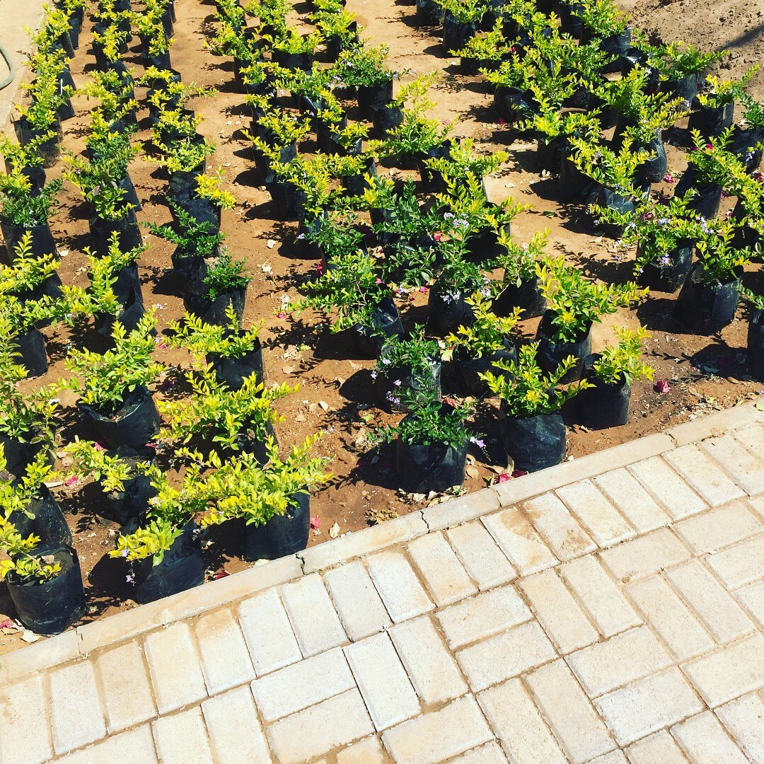 vonflvcko's tweet photo. This is the perfect weather to plant a Duranta plant. Get yourself a 30-40 cm Duranta at only P25 and I’ll deliver them for absolutely. https://t.co/oIsMUSqmxk