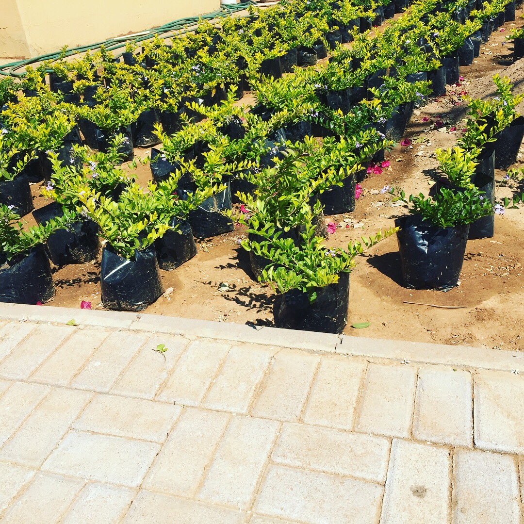 vonflvcko's tweet photo. This is the perfect weather to plant a Duranta plant. Get yourself a 30-40 cm Duranta at only P25 and I’ll deliver them for absolutely. https://t.co/oIsMUSqmxk