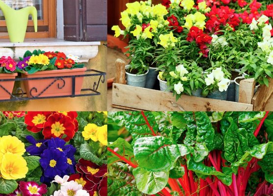 5 plantas de invierno para el balcón. 
Muchas veces nos surgen dudas a la hora de elegir las plantas para las jardineras del balcón. Además, cuando es invierno suele resultar un tanto complicado el mantenimiento de ciertas plantas en el exterior.
hogarmania.com/jardineria/man…