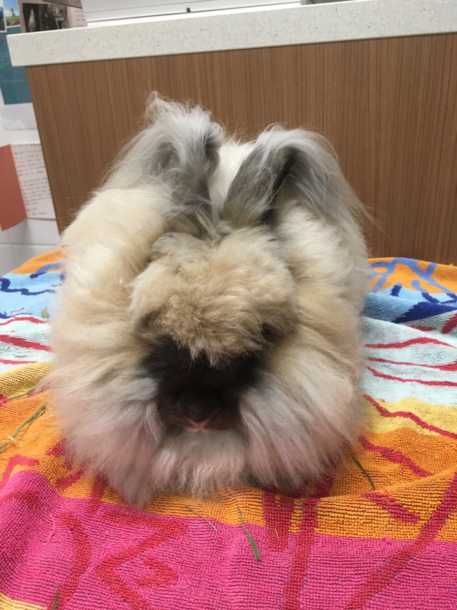 unusualpetvets's tweet photo. Dolly came to Unusual Pet Vets to get her hair done for a summer 😄 #exoticvets #rabbits #unusualpets #rabbithair https://t.co/sNQSouQo5q
