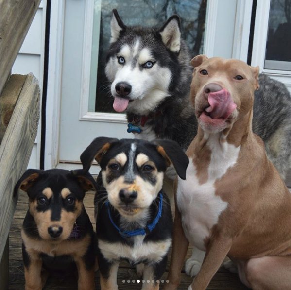 PetableCare's tweet photo. When you finally get the gang together for that xmas card photo shoot
#dogs #dogsoftwitter #petable #photoshoot #holidaycheer #petable #appforpets
Credit: IG/@must_love_dogs_pitsky https://t.co/tuxmlcPTKI