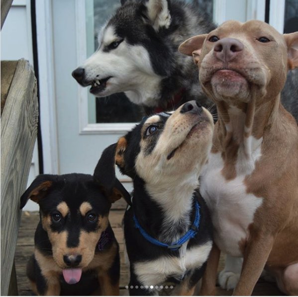 PetableCare's tweet photo. When you finally get the gang together for that xmas card photo shoot
#dogs #dogsoftwitter #petable #photoshoot #holidaycheer #petable #appforpets
Credit: IG/@must_love_dogs_pitsky https://t.co/tuxmlcPTKI