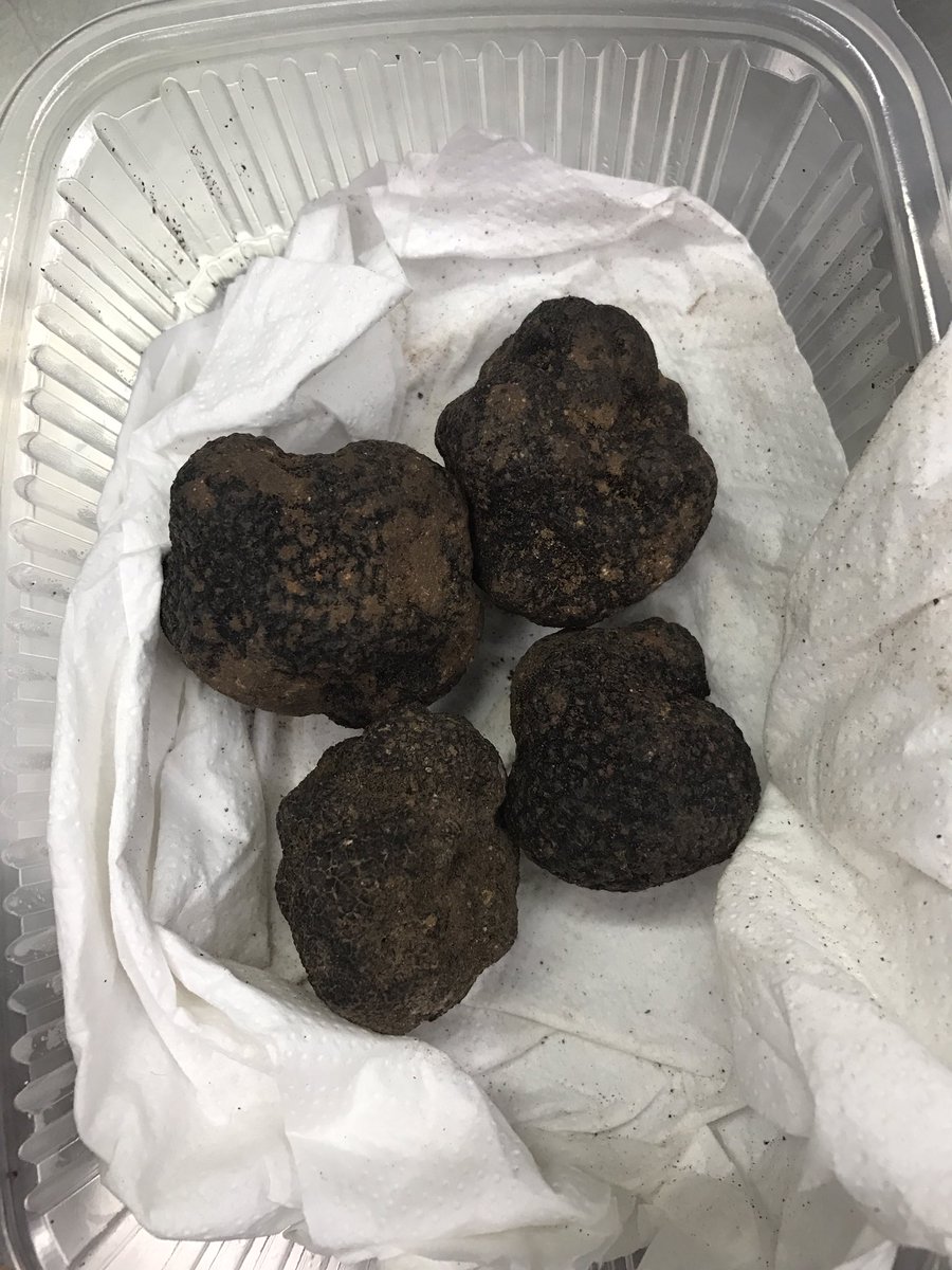 toixosavila's tweet photo. 😳😳😳 han venido los reyes magos y nos han traído carbon o hemos sido buenos y nos han traído oro negro ( TRUFA MELANOSPORUM) @javier_trufero @toixosevents
920226616 / 638535827
toixosavila@gmail.com
https://t.co/YR7R0U0JDa
#toixos #toixosavila #ivanhernandez https://t.co/VnZrPfNqeF