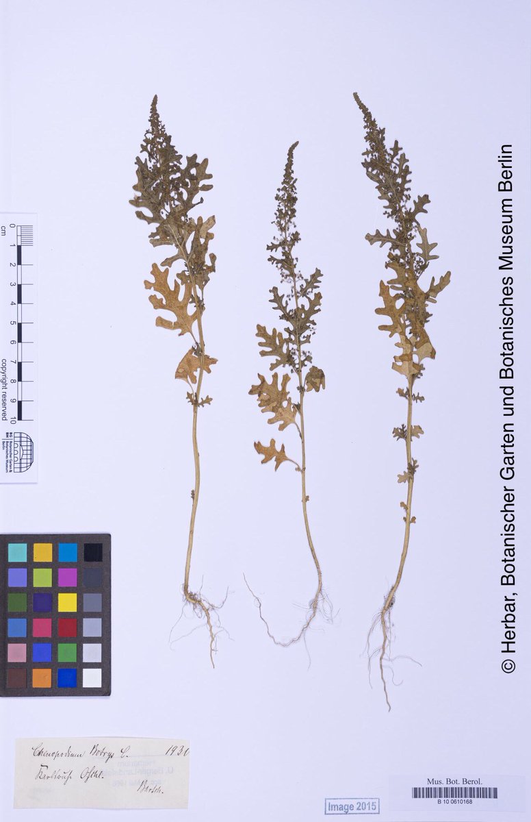 Herbaretiketten Hashtag On Twitter