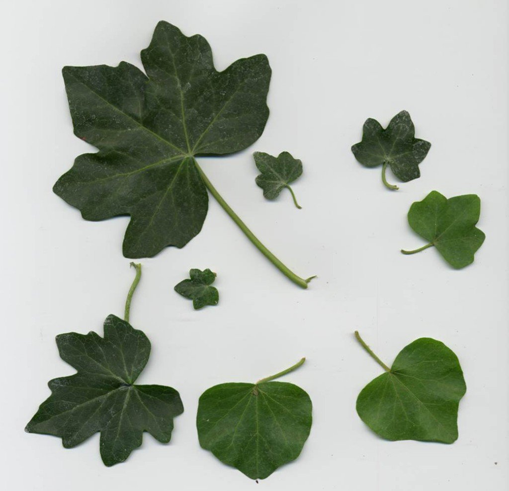 #AdventBotany2017 Day 5 from <a href="/dawnbazely/">Dr. Dawn Bazely is @DawnBazely@mastodon.world</a> revisits ivy blogs.reading.ac.uk/crg/adventbota… and visits victorian gardens. #AdventBotany <a href="/melasnous/">Maria Christodoulou</a> <a href="/fossilplants/">Robbie Blackhall-Miles</a> <a href="/UniRdg_SpecColl/">University of Reading Special Collections</a> <a href="/RNGherb/">RNG Herbarium</a>