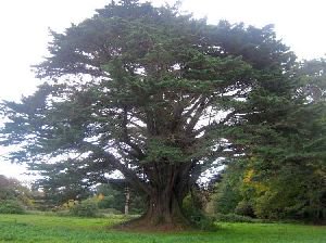  #Ireland’s girthiest  #tree. According to  http://MonumentalTrees.org  the Monterey Cypress at Clontra House in  #Shankill,  #Dublin is an astounding 9.9 metres wide. It stands at around 20m in height.  #ClontraHouse  #Cypress  #MontereyCypress  #trees  #Irishtrees