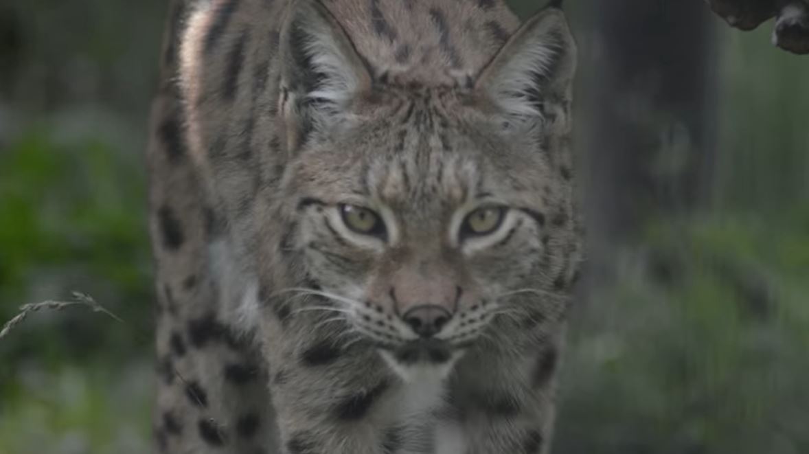 🐾Time for a #BalkanLynx celebration as species takes step towards greater protection with enlisting in Appendix 2 of the #BernConvention🐾. 

📷 #Balkan #Lynx Recovery Programme 

youtube.com/watch?v=NN9A0W…