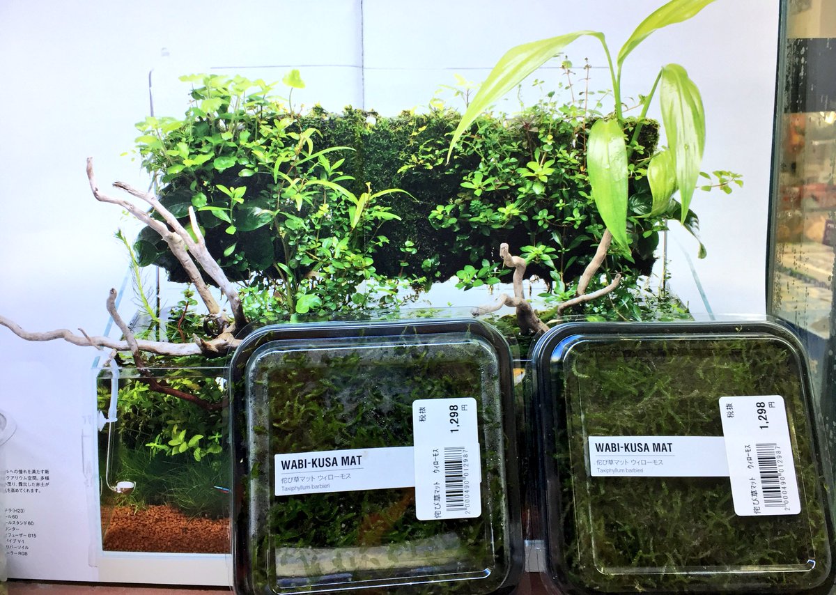 かねだい 青梅店 V Twitter Ada 侘び草ロック 侘び草マット再入荷しました 侘び草ロックはハイグロフィラ ピンナティフィダ 侘び草マットは完全水上位のウィローモスです 即完売だったので みなさまお早めにお求めください かねだい青梅店 Ada かねだい 青梅店 V Twitter Ada 侘び草ロック 侘び草マット再入荷しました 侘び草ロックはハイグロフィラ ピンナティフィダ 侘び草マットは完全水上位のウィローモスです 即完売だったので みなさまお早めにお求めください かねだい青梅店 Ada
