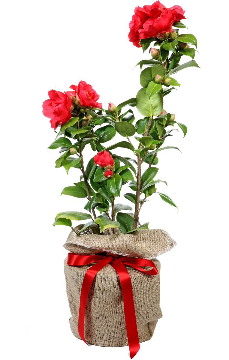 Always wonderful. Shiny leaves with buds opening to beautiful flowers which bloom from mid winter. Choose from red, white or pink. Buy yours in time for #Christmas2017 here treesdirect.co.uk/browse/shrubs/…